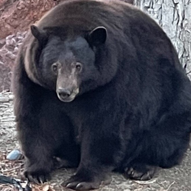 Một con gấu Mỹ liên tục đột nhập nhà dân, ăn thức ăn thừa đến nỗi béo ú, quên cả về ngủ đông - Ảnh 1.