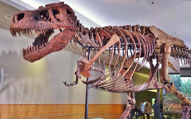 Khủng long Sue danh tiếng là một T.imperator chứ không phải T-rex thông thường - Ảnh: Bảo tàng Field