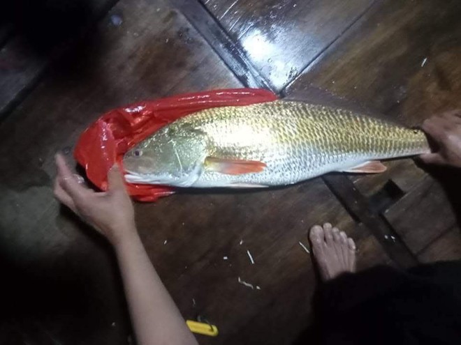 Bắt được con cá vàng óng ánh nghi là cá sủ vàng quý hiếm giá tiền tỷ - Ảnh 2.