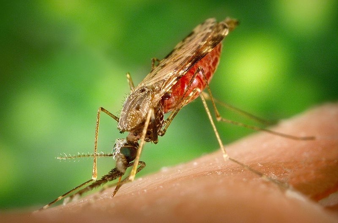 Khi thuốc diệt muỗi không giết được chúng, những con muỗi đang ngày một mạnh hơn - Ảnh 2.