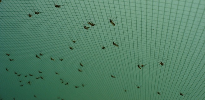 Khi thuốc diệt muỗi không giết được chúng, những con muỗi đang ngày một mạnh hơn - Ảnh 3.