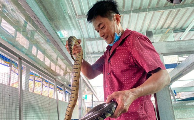 Anh Ngôn với mô hình nuôi rắn ri voi trong bể kính.