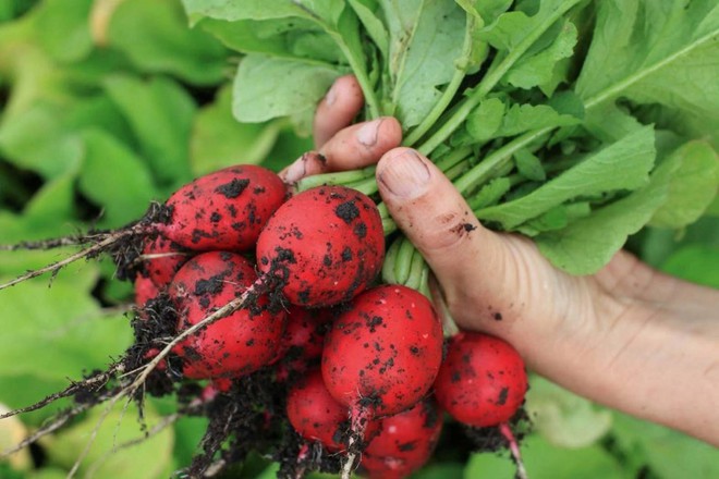 Loại rau bổ dưỡng gi&uacute;p chống ung thư, hỗ trợ ti&ecirc;u h&oacute;a rất tốt: Người Việt chưa ăn nhiều - Ảnh 1.