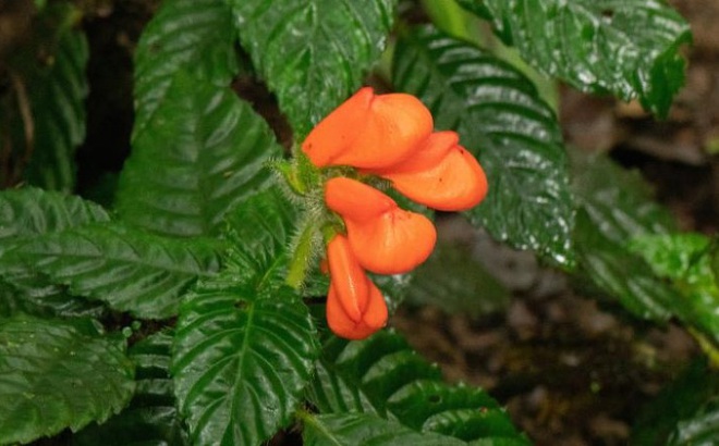 Gasteranthus extincus được phát hiện trong rừng mây ở Ecuador.