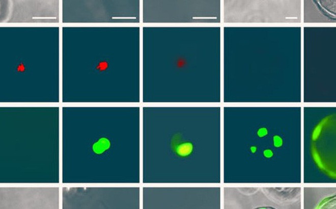 RASC biến đổi thành AT2 ngoạn mục khi được nuôi cấy trong phòng thí nghiệm - Ảnh: Nature