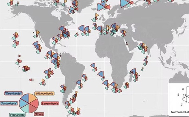 Bản đồ phân bố của virus RNA trên khắp các đại dương - Ảnh: Ahmed Zayed và các cộng sự