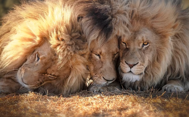 Cuộc sống hoà thuận đến bất ngờ của bộ ba sư tử đực trong khu bảo tồn Nam Phi