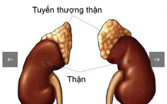 Tuyến thượng thận, ảnh minh hoạ.