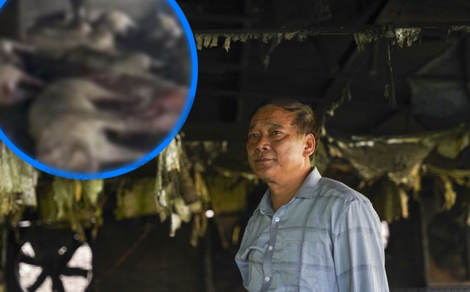 Ông Hoàng Văn Nhã, chủ trang trại lợn bị sét đánh chết hàng trăm con ở Thái Bình.