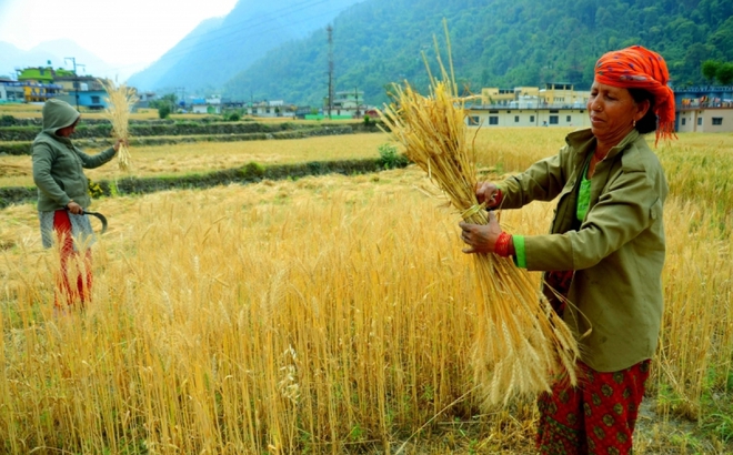 Nông dân tại bang Uttarakhand, miền Bắc Ấn Độ thu hoạch lúa mì đầu tháng 5. (Ảnh: ANI)