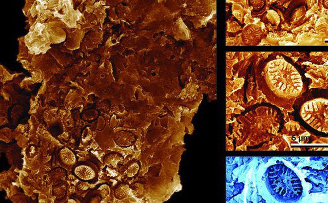 "Ma hóa thạch" được khai quật từ đá kỷ Jura ở Yorkshire - Anh - Ảnh: SCIENCE