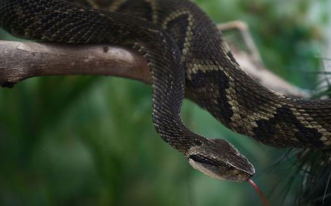 Mỗi năm ở Brazil có khoảng 26.000 trường hợp bị rắn cực độc bothrops jararaca tấn công. Ảnh: Reuters