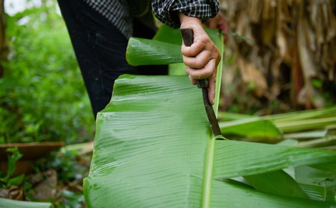 Lá chuối, ảnh minh hoạ.