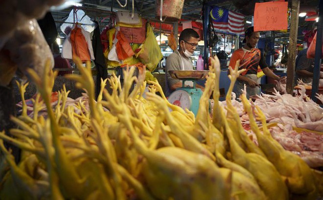 Khu bán gà tươi ở chợ Kampung Baru ở thủ đô Kuala Lumpur, Malaysia, ngày 31/5. (Ảnh: AP)