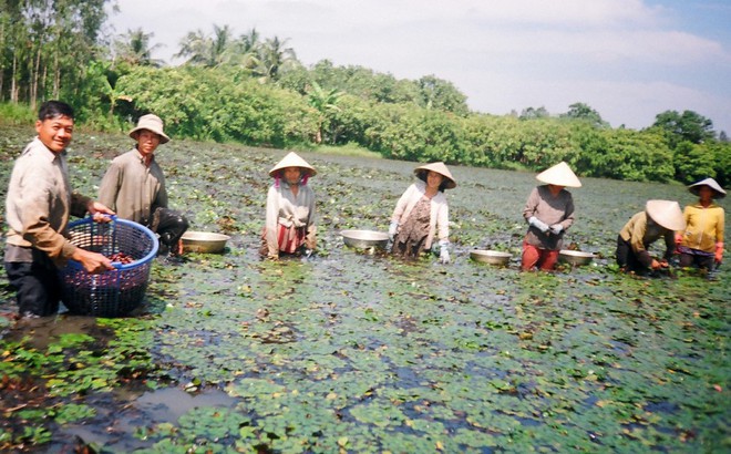 Thu hoạch ấu ở ấp Tân Thuận, xã Tân Hạnh, huyện Long Hồ, tỉnh Vĩnh Long.