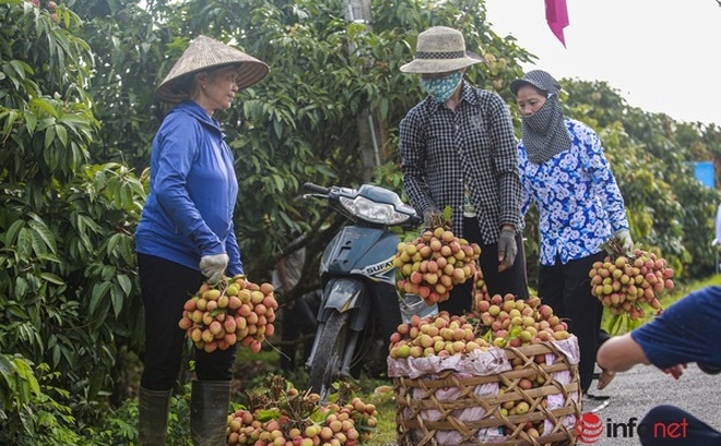 Sản lượng cao, giá bán cao nên nhiều gia đình trồng vải ở Thanh Hà (Hải Dương) thắng lớn trong vụ vải sớm này, có nhiều gia đình hiện đã thu hoạch được hơn chục tấn vải, thu từ 300-500 triệu đồng. (Ảnh: Anh Hùng).