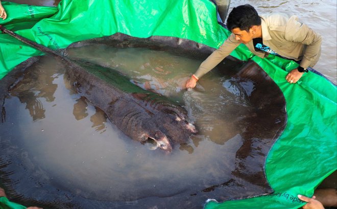 Con cá nước ngọt lớn nhất thế giới - một con cá đuối khổng lồ nặng 300kg, đã được ngư dân Campuchia bắt được trên sông Mekong. Ảnh: Reuters