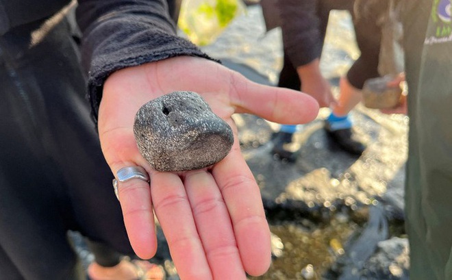 Andrea Galvez, một người dân địa phương, cho thấy một hóa thạch đốt sống của loài Elasmosaurus, được tìm thấy trên một bãi biển ở Algarrobo, Chile, ngày 16 tháng 6 năm 2022. (Ảnh: REUTERS / Rodrigo Gutierrez)