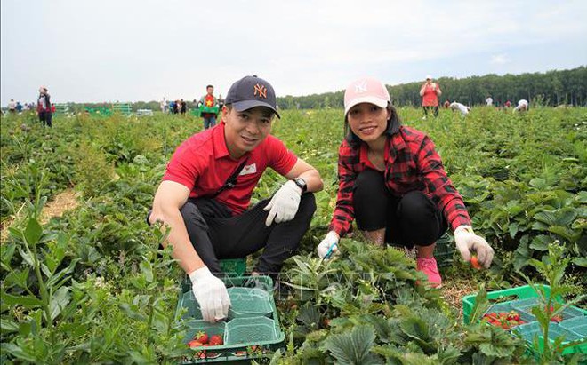 Anh Nguyễn Hoàng Linh, Phó chủ tịch BCH Công đoàn Đại sứ quán Việt Nam tại LB Nga trên cánh đồng.