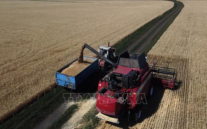 Thu hoạch lúa mì trên cánh đồng gần Kramatosk, Donetsk Oblast, Ukraine, ngày 7/7/2022. Ảnh: AFP/TTXVN