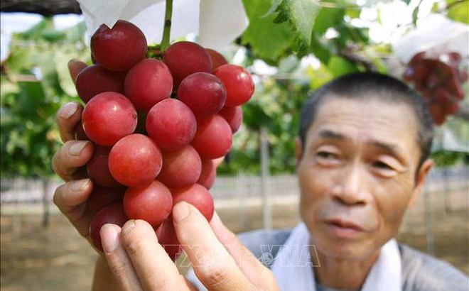 Nông dân Nhật Bản giới thiệu giống nho đỏ quý hiếm "Ruby Roman" tại thành phố Kahoku, quận Ishikawa. Ảnh tư liệu: AFP/TTXVN