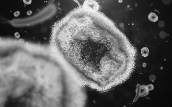 Hình ảnh virus đậu mùa khỉ. Ảnh: CNA