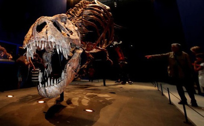 Khách tham quan mô hình khủng long T rex ở bảo tàng tại Pháp - Ảnh: REUTERS