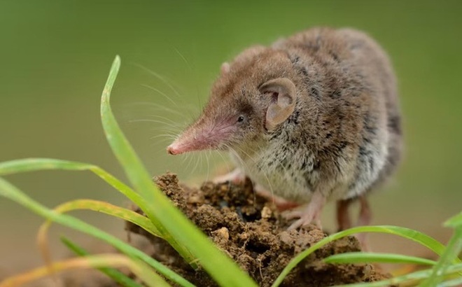 Chuột chù có thể là ổ bệnh tự nhiên của Langya henipavirus - Ảnh: GETTY IMAGES