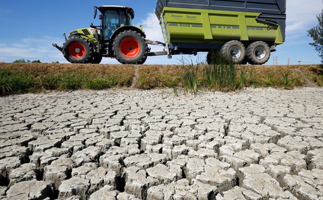 Một người nông dân lái máy kéo qua vùng đất khô nứt nẻ tại Marais Breton ở Villeneuve-en-Retz, Pháp vào ngày 8-8, giữa hạn hán lịch sử Ảnh: REUTERS