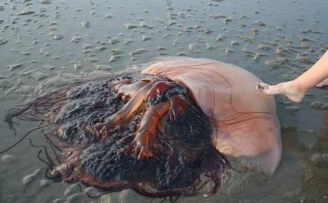 Bức ảnh chụp con sứa khổng lồ tại một bãi biển ở Hàn Quốc đang thu hút sự chú ý trên mạng xã hội. Ảnh: Reddit.com