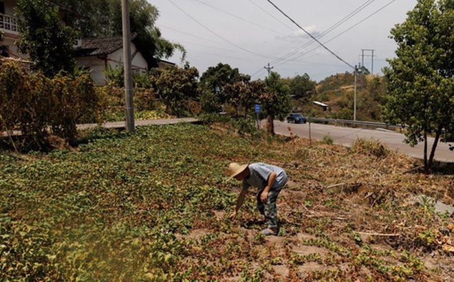 Hạn hán tại một ngôi làng ở TP Trùng Khánh - Trung Quốc hôm 19-8 Ảnh: Reuters