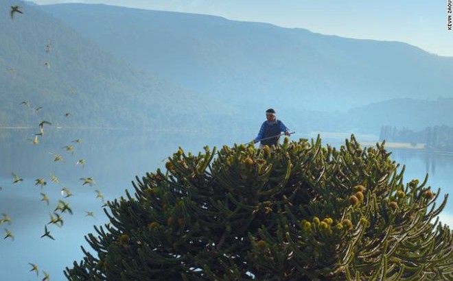 Araucaria araucana tồn tại lâu hơn các loài khủng long.