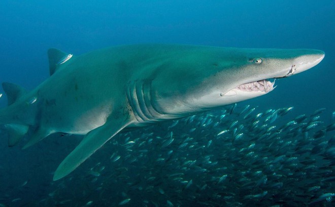 Ngoài khơi bờ biển Bắc Carolina, một con cá mập hổ cát đang săn mồi.