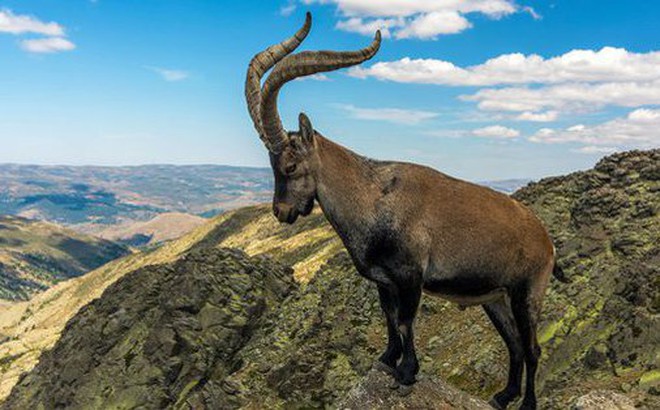 Dê núi Pyrenean ibex: Loài động vật đầu tiên và duy nhất trên thế ...