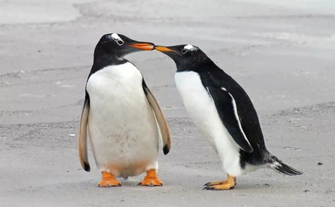 Loài chim cánh cụt từ lâu được tin rằng là loài động vật chung thủy nhất - Ảnh: GETTY