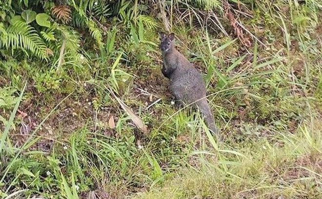 Cá thể chuột túi xuất hiện ở Cao Bằng do người dân chụp được và đăng tải lên mạng xã hội.