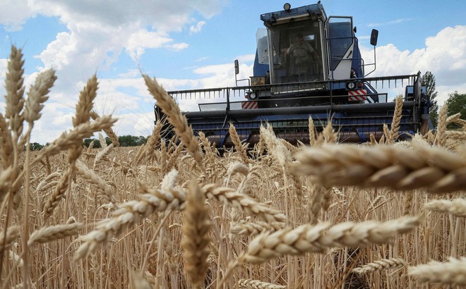 Nông dân Ukraine đang thu hoạch ngũ cốc. Ảnh: Reuters