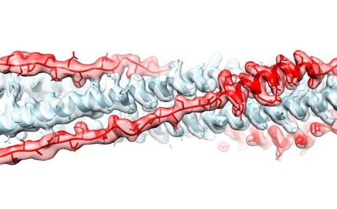 Nhóm nghiên cứu đang thử nghiệm chất ức chế longHR2_42 ở chuột bị nhiễm SARS-CoV-2.