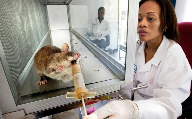 Các nhà khoa học huấn luyện chuột phát hiện bệnh lao.