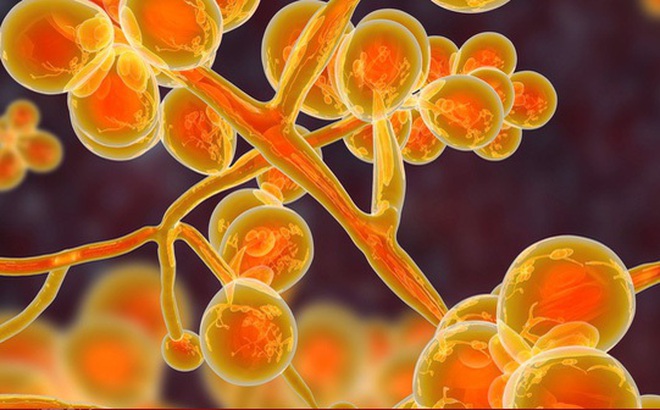 Nấm Candida auris. (Ảnh: Sky News)