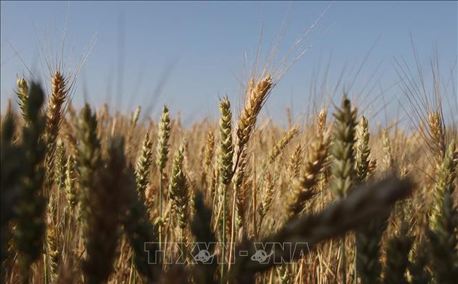 Ngũ cốc được trồng trên cánh đồng ở gần Izmail, Ukraine. Ảnh: AFP/TTXVN