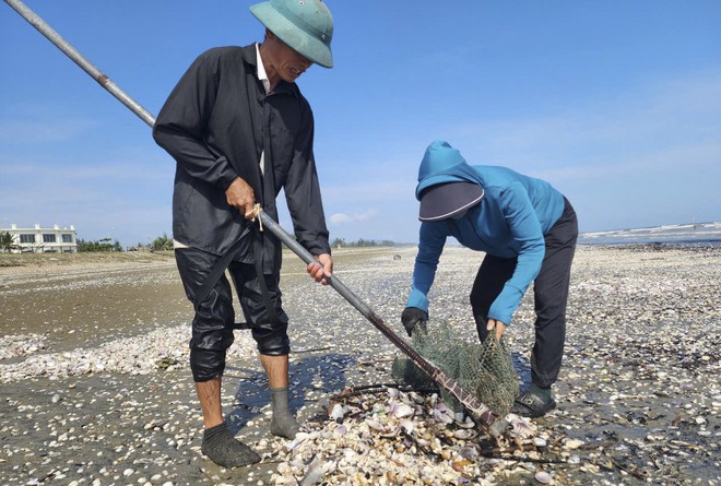 Người dân Hà Tĩnh đổ xô ngâm nước vớt 'lộc biển' - Ảnh 4.