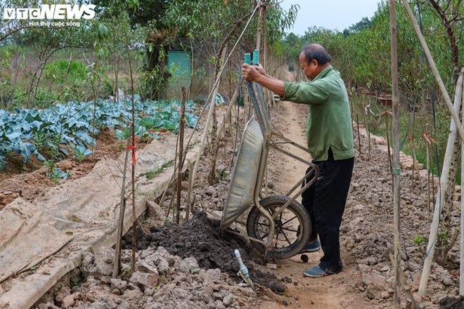 Bị bão lũ lịch sử tàn phá, đào, quất cảnh Hà Nội có kịp đón Tết Nguyên đán? - Ảnh 13.