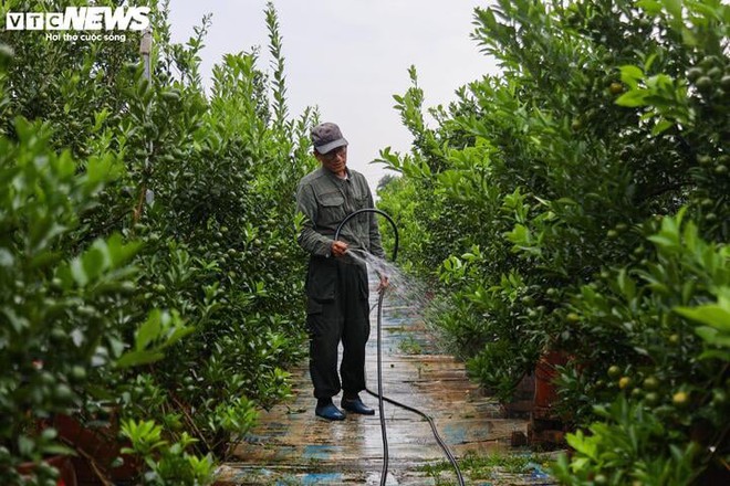 Bị bão lũ lịch sử tàn phá, đào, quất cảnh Hà Nội có kịp đón Tết Nguyên đán? - Ảnh 9.