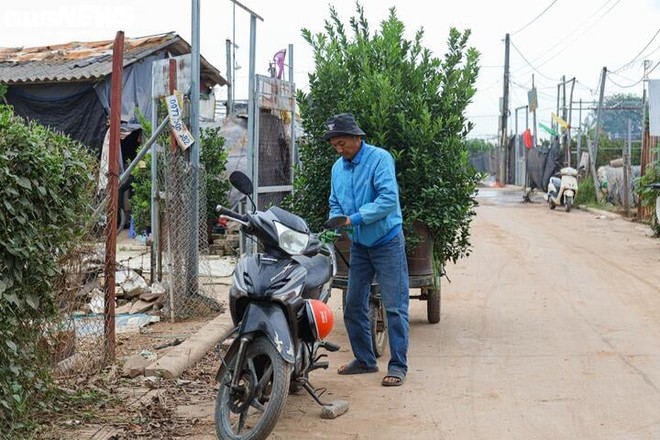 Bị bão lũ lịch sử tàn phá, đào, quất cảnh Hà Nội có kịp đón Tết Nguyên đán? - Ảnh 10.