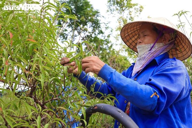 Bị bão lũ lịch sử tàn phá, đào, quất cảnh Hà Nội có kịp đón Tết Nguyên đán? - Ảnh 19.