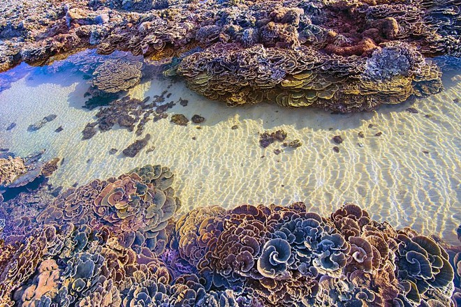 Hòn đảo ở Phú Yên được công nhận danh thắng quốc gia, cách đất liền chỉ 400m, thấy san hô ngay trên cạn- Ảnh 7.