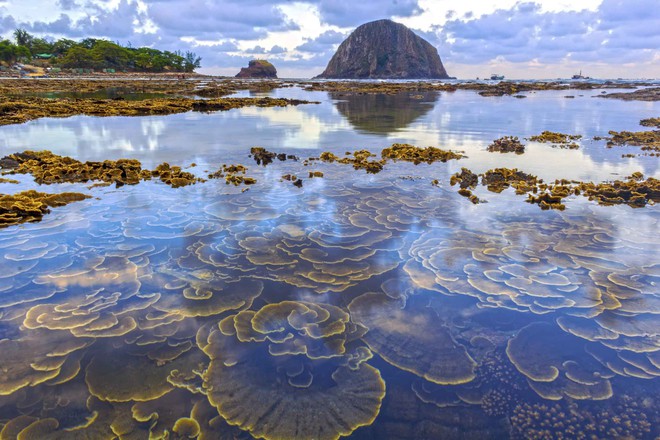 Hòn đảo ở Phú Yên được công nhận danh thắng quốc gia, cách đất liền chỉ 400m, thấy san hô ngay trên cạn- Ảnh 10.
