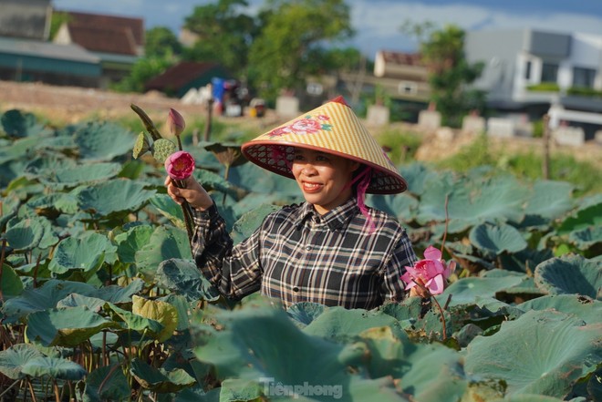 Ra đầm hái sen lúc rạng sáng, mỗi ngày thu tiền triệu- Ảnh 8.