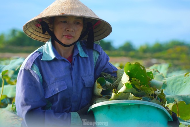 Ra đầm hái sen lúc rạng sáng, mỗi ngày thu tiền triệu- Ảnh 10.